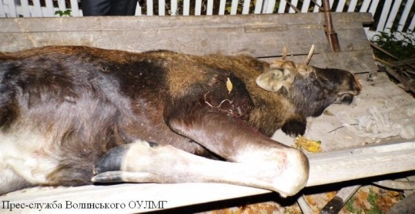 На Волині браконьєри застрелили молодого лося